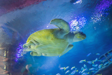 A Sea turtle seen at the Aquarium