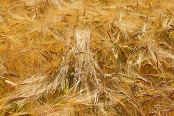 beautiful golden wheat field, farmland 