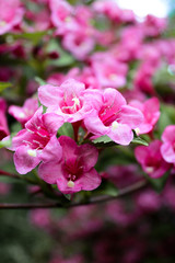 pink flowers in the garden