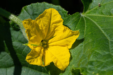 Cucumber, Cucumis sativus