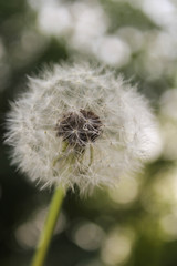 dandelion on green background