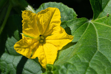 Cucumber, Cucumis sativus