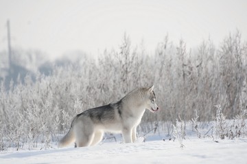 Fototapeta na wymiar Siberian Husky in Snow