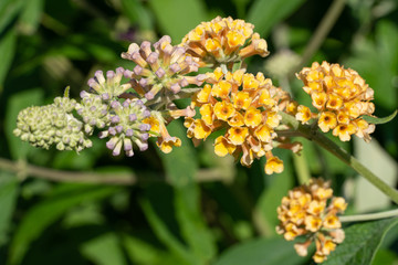 Buddleja Sungold, Buddleja weyeriana