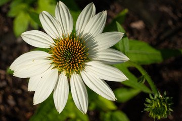 Fototapeta premium Coneflower, Echinacea purpurea