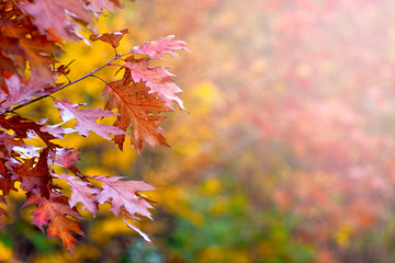 Scenic colorful leaves of red oak on a blurry background_