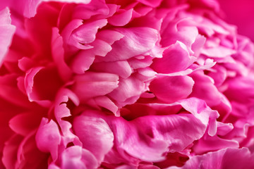 Beautiful peony flower, closeup view