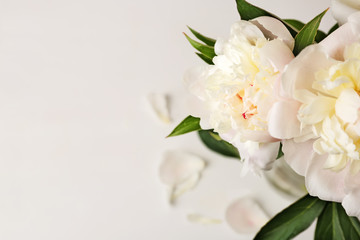 Fototapeta na wymiar Beautiful peony flowers on white background, closeup