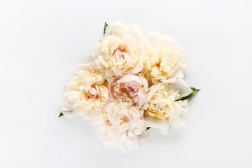 Beautiful peonies on white background