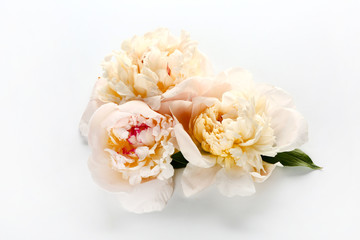 Beautiful peonies on white background
