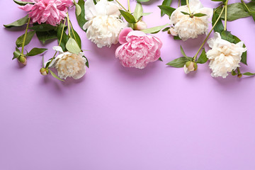 Beautiful fresh peony flowers on color background