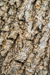 Fragment the cracked bark of the old tree