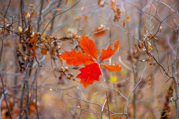 Red leaf oak in the forest among the thick branches in the autumn_