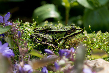 Green frog (Pelophylax esculentus) having a sun bath at a pond in Brandenburg, Germany