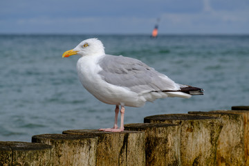 Möwe sitzt auf Buhnen, dahinter eine Boje