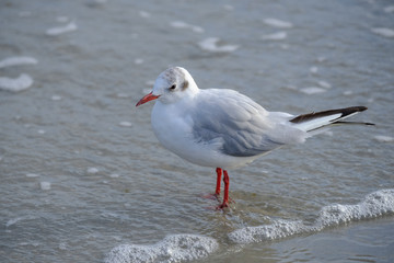 Ostsee-Möwe am Strand