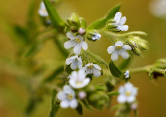 wildflowers in macro image on blurred background