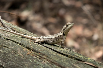 A small lizard sitting on a dead tree stump lying on the ground