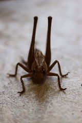 large long-legged grasshopper before jumping