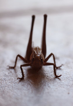 large long-legged grasshopper before jumping