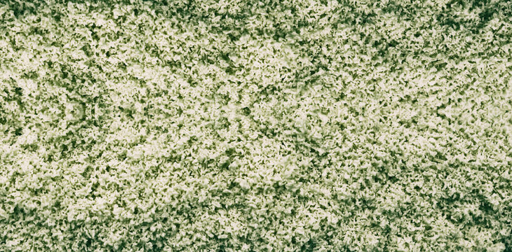 texture abstract background macro image of slime mushroom. Physarum polycephalum. Mycetozoa