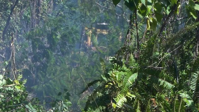 bulldozer smashing a massive albizia tree in Hawaiian rainforest on the big island. A brush fire was being rounded up by the fire department using a bulldozer to encircle and isolate the blaze.