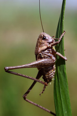 grasshopper eating fresh green leaves