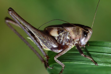 grasshopper eating fresh green leaves