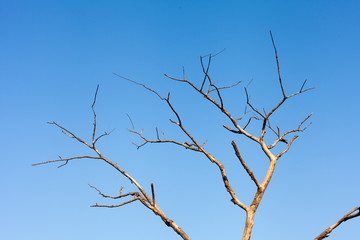 dead tree on blue sky