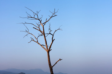 dead tree on blue sky