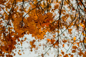 yellow trees against the sky
