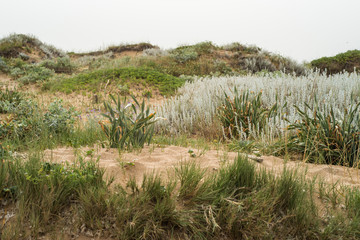Sand dunes vegetation on beach