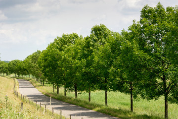 View on a row of trees and leaves in a sunny dutch typical landscape. The weather is beautiful with lots of sun. Ideal are for walking, hiking and relaxing on a spring day