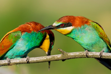 beauty wild nature colorful bee-eaters