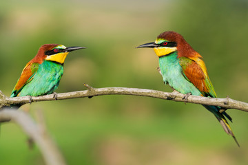 bee-eaters sit on a branch on a summer morning