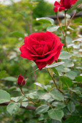 red rose in garden