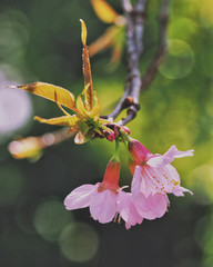 Pink sakura blooming in park in the morning.