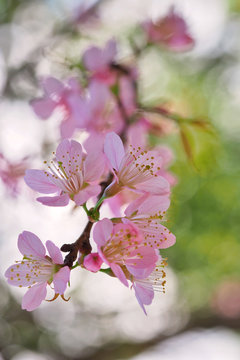 Pink sakura blooming in park in the morning.