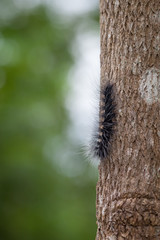 Woolly Bear Caterpillar