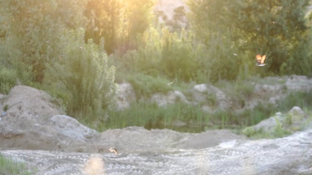 sand martins fly at dawn slow motion