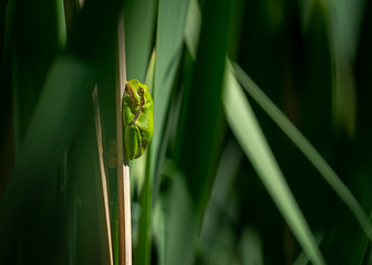 frog