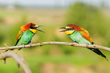 two beautiful colorful birds on a branch communicate