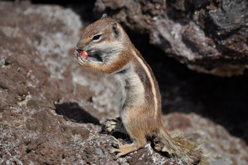 Chipmunk eating nut on the rocks In Fuerteventura, Canary islands