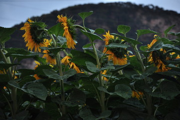 Sonnenblumen