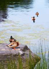 Duck Mallard standing on a rock near a pond