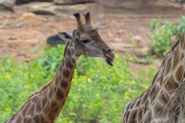 Tongue and Face of Masai giraffe