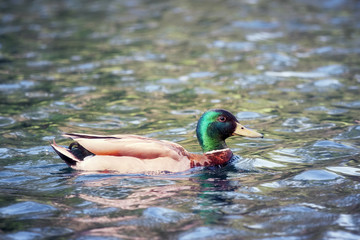 Duck Mallard swimming on a pond
