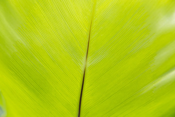 green leaf texture
