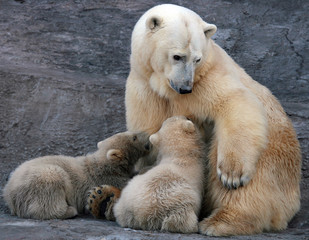 Naklejka na ściany i meble polar bear in the zoo
