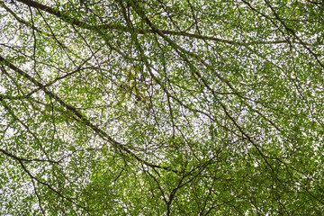 Green leaf
